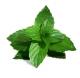 Some Medicinal Uses Of Mint